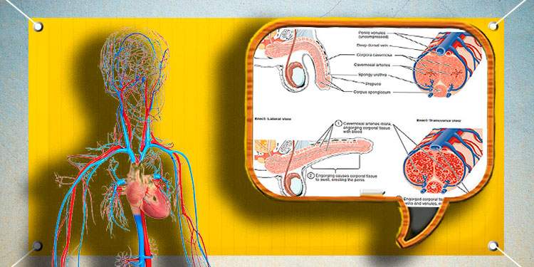 для чего нужна виагра для чего нужна виагра